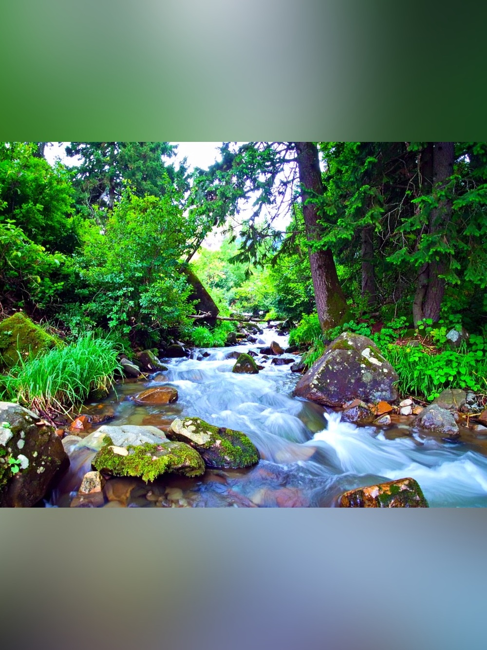 Green Forest Stream Photography Wall Art